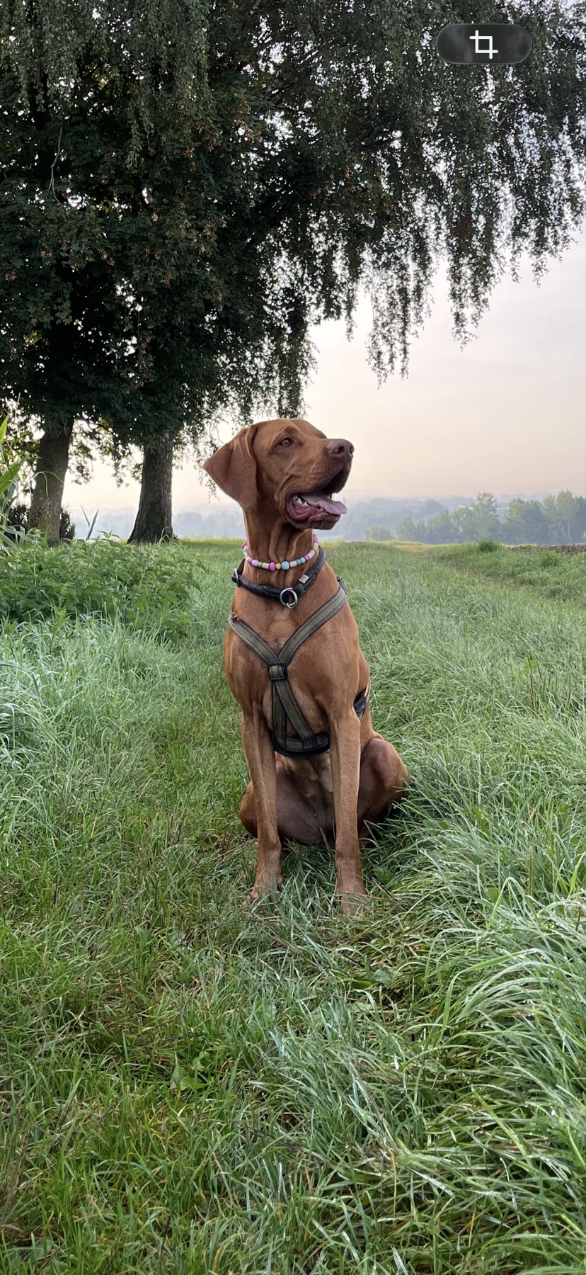 Hund sitzt aufmerksam im Grünen